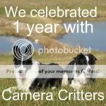 Camera Critters 1st Anniversary