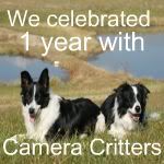 Camera Critters 1st Anniversary