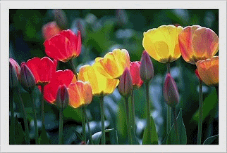 flowers.gif