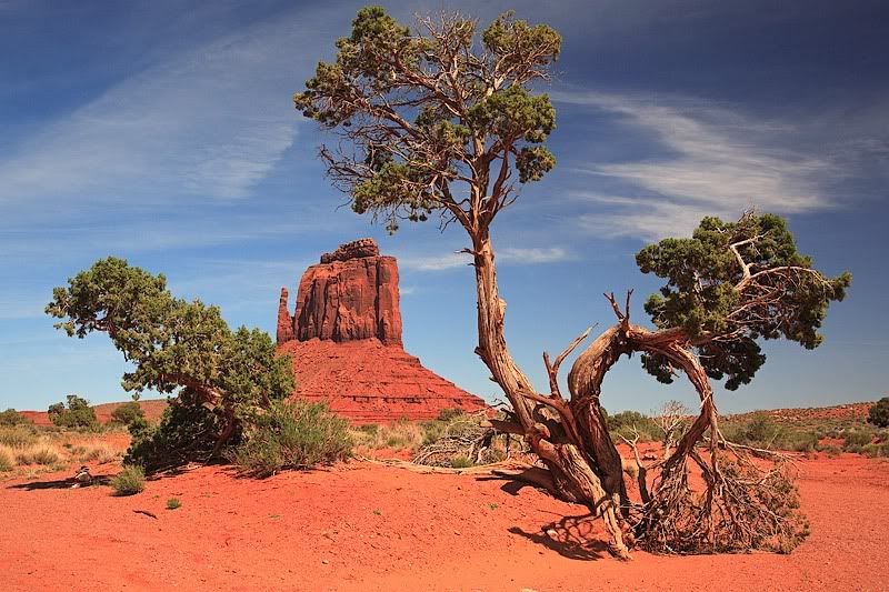 East Mitten, view from Wildcat trail