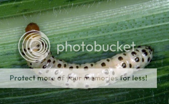SWCB | Corn | Crop Pests | Insect Information | Extension | Entomology ...